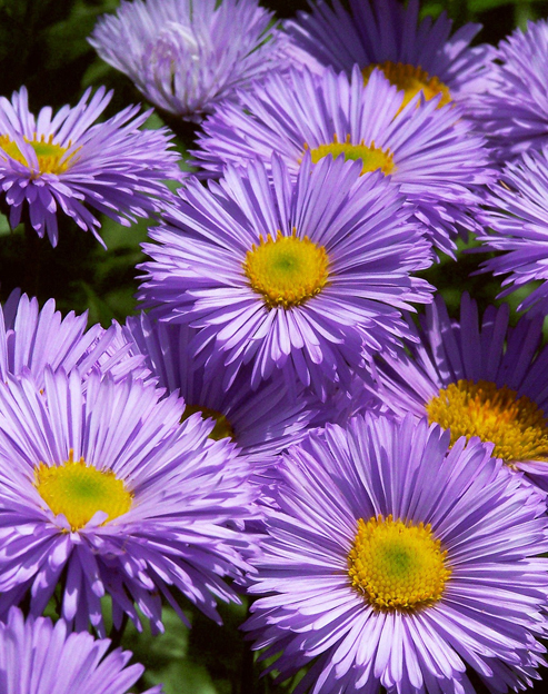 Erigeron speciosus `Schöne Blaue`